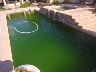 shocked pool and it turned green